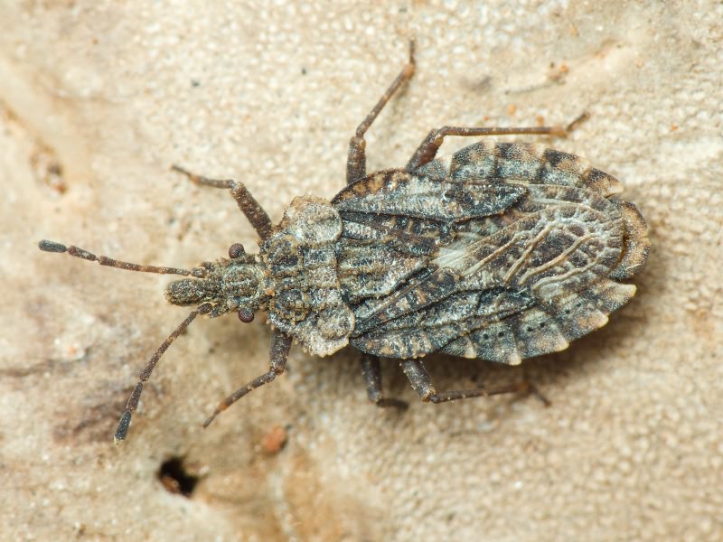 Aradus betulae (Linnaeus, 1758)